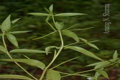 Catharanthus pusillus